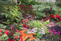 Russel Road Garden Tour